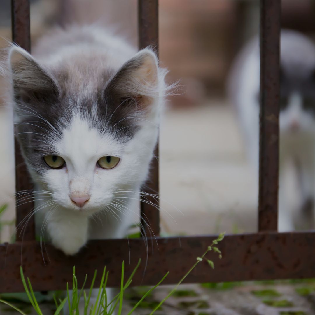 Cat peeking through a rusty metal fence with grass in the foreground