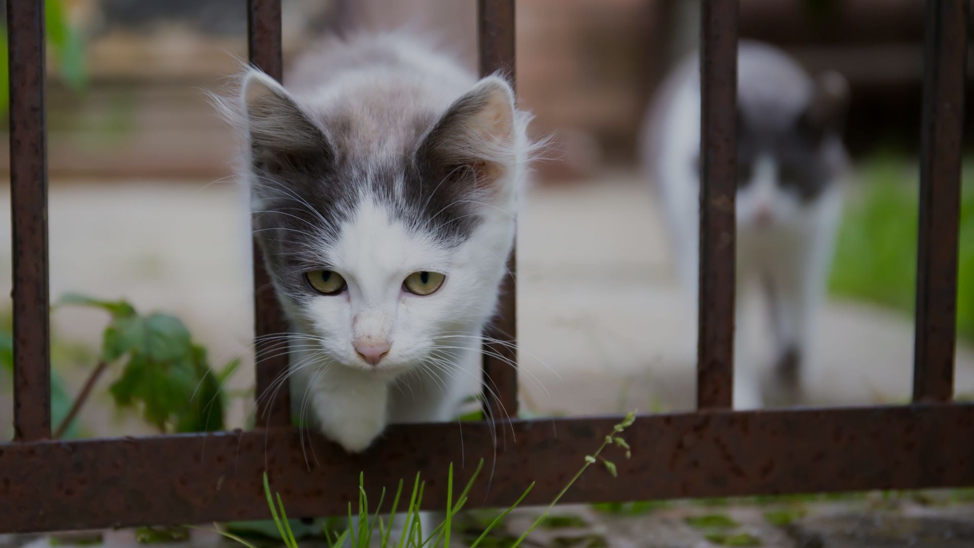 Cat peeking through a metal fence with a blurred outdoor background