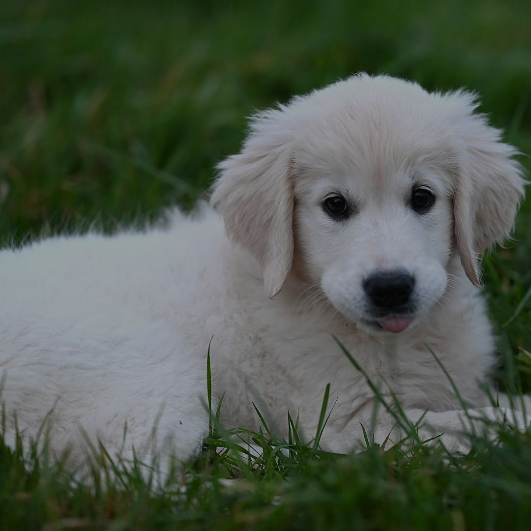 White puppy sitting on green grass