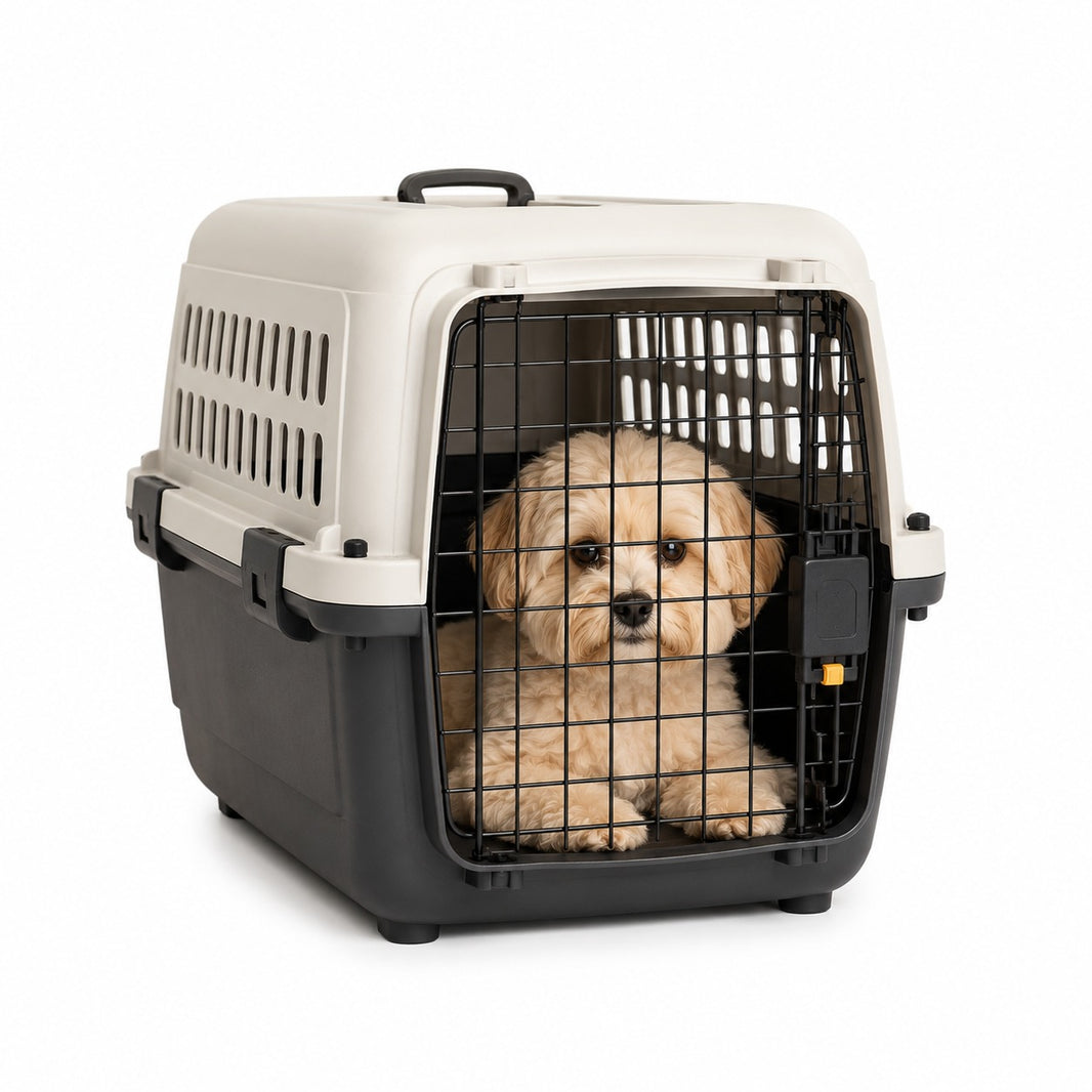 Dog inside a pet carrier on a white background
