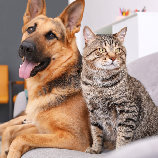 German Shepherd dog and tabby cat sitting together on a couch.