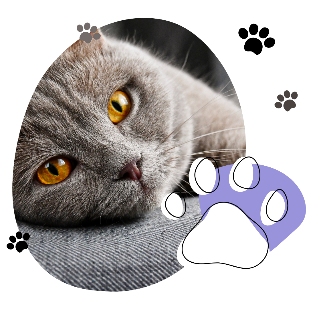 Gray cat with orange eyes and a purple paw print on a white background