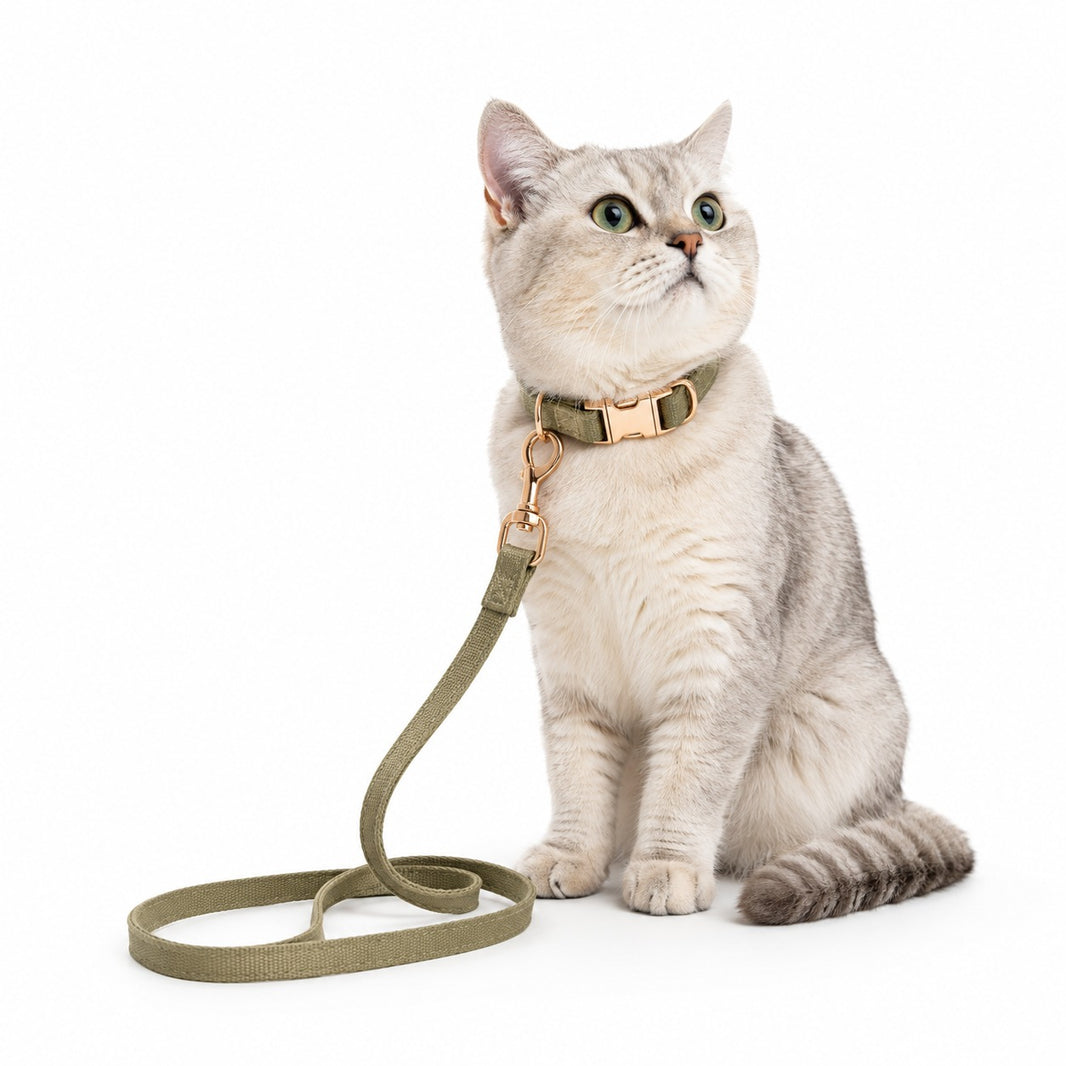Cat wearing a green harness and leash on a white background