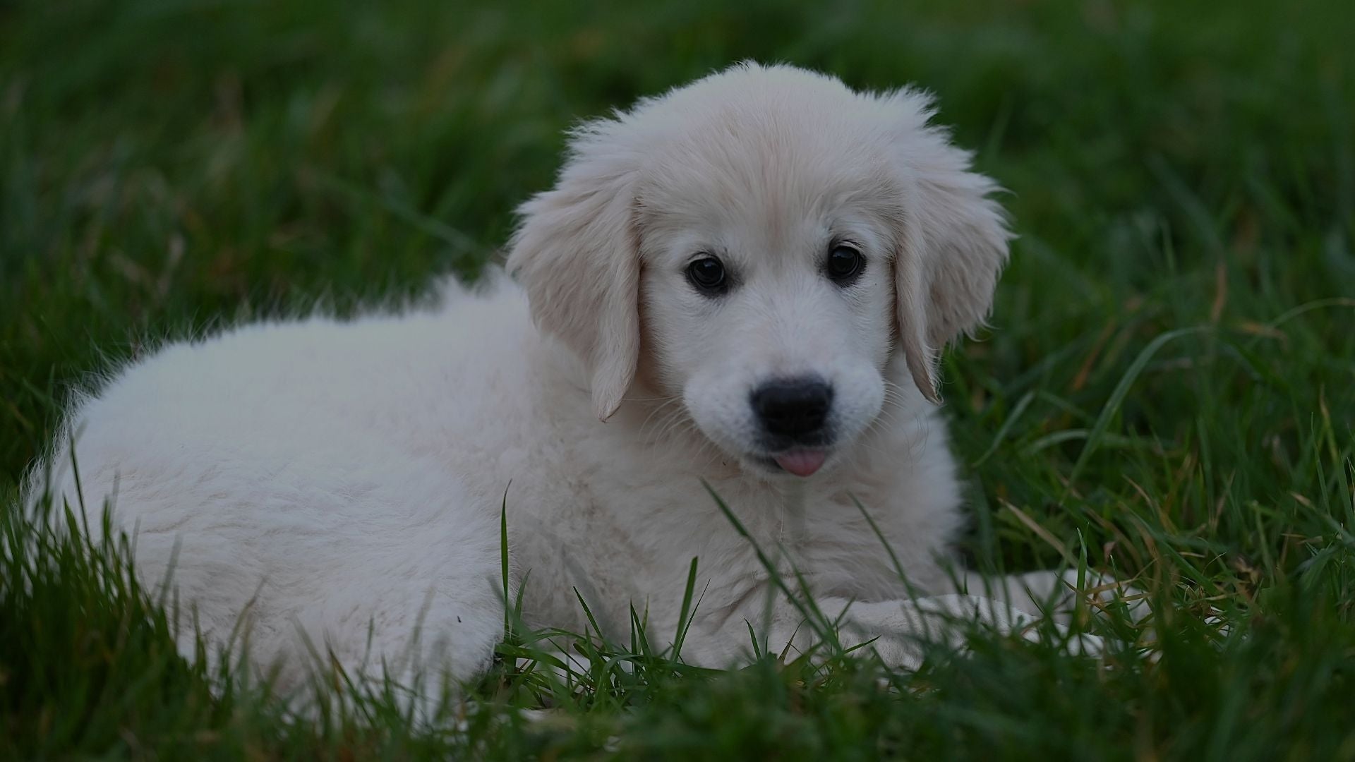 White puppy lying on green grass